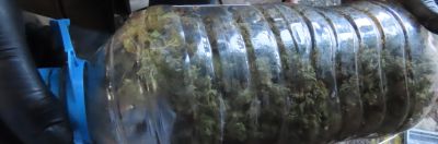 Криминалисти от РУ-Казанлък задържаха двама мъже, хванати в крачка да отглеждат марихуана