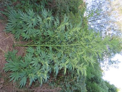 Криминалисти от РУ-Казанлък задържаха двама мъже, хванати в крачка да отглеждат марихуана