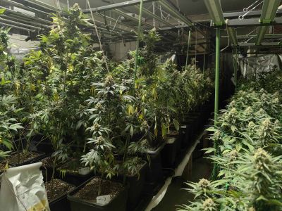 Районен съд – Казанлък остави в ареста 31-годишния мъж, отглеждал 17 броя растения марихуана / Новини от Казанлък