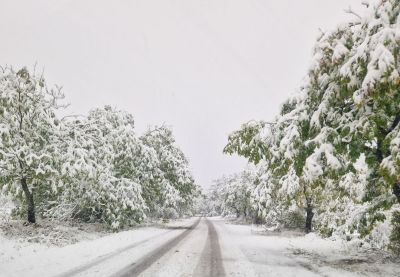 Ограничено е движението през прохода „Петрохан“ за премахване на паднали дървета и снегопочистване / Новини от Казанлък