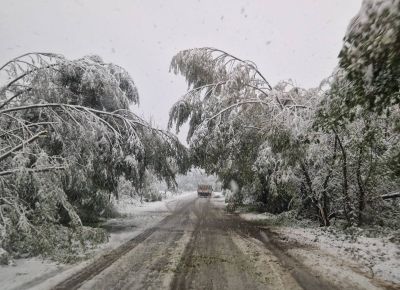 Ограничено е движението през прохода „Петрохан“ за премахване на паднали дървета и снегопочистване