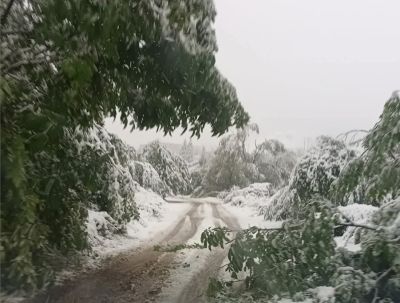 Ограничено е движението през прохода „Петрохан“ за премахване на паднали дървета и снегопочистване