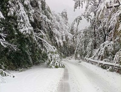 Ограничено е движението през прохода „Петрохан“ за премахване на паднали дървета и снегопочистване