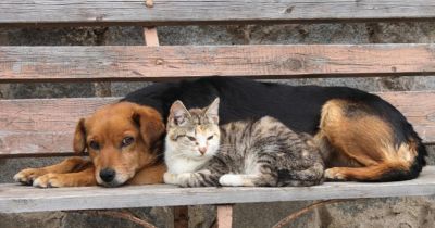 Започва есенната кампания за кастрация на бездомни животни за настоящата 2025 година / Новини от Казанлък