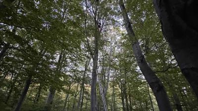 Казанлъшките пожарникари свалиха бедстваща парапланеристка от 15-метрово дърво / Новини от Казанлък