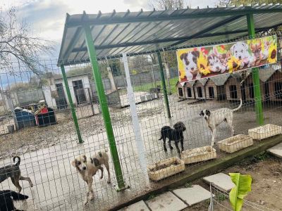 Децата от ДГ в с. Долно Изворово с трогателен жест към опашатите обитатели на Общинския съвет за безстопанствени кучета в Казанлък