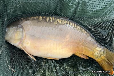 Затягат контрола върху рибните тържища преди Никулден / Новини от Казанлък