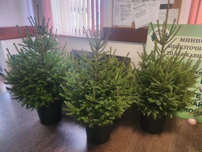 Поканете Коледа у дома с красива елха от Държавно горско стопанство - Казанлък / Новини от Казанлък