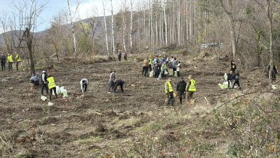 Ученици и доброволци залесяваха пострадалата гора край Шипка