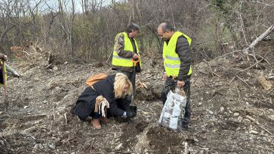 Ученици и доброволци залесяваха пострадалата гора край Шипка