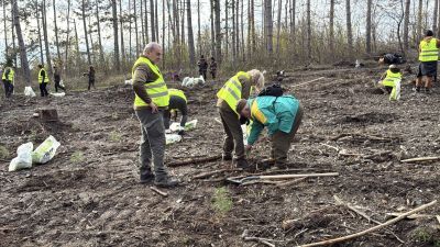 Ученици и доброволци залесяваха пострадалата гора край Шипка