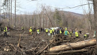 Ученици и доброволци залесяваха пострадалата гора край Шипка
