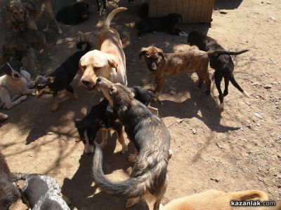 Доброволци организират благотворителен базар в подкрепа на четириногите от Общинския приют в Казанлък  / Новини от Казанлък