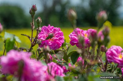 Община Казанлък ще бъде домакин на дискусия за опазване на наследството на Розовата долина / Новини от Казанлък