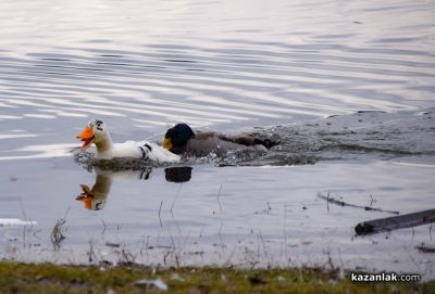 Зимни пейзажи край язовир “Копринка“