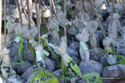 16 хиляди дръвчета подарява Гората.бг в Казанлък на 1 март  / Новини от Казанлък