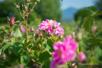 Община Казанлък: Честит Международен ден на жената / Новини от Казанлък