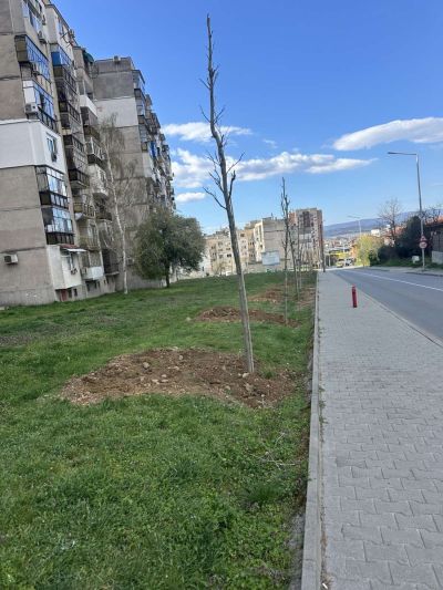 130 броя дървета бяха засадени в Казанлък в Седмицата на гората 