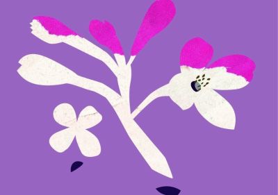 Тази събота и неделя в Бузовград ще се проведе тринадесетото издание на фестивала „Люлякови празници“ / Новини от Казанлък