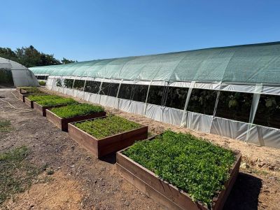 Общинската оранжерия в Долно Изворово произведе рекордна реколта от краставици  / Новини от Казанлък