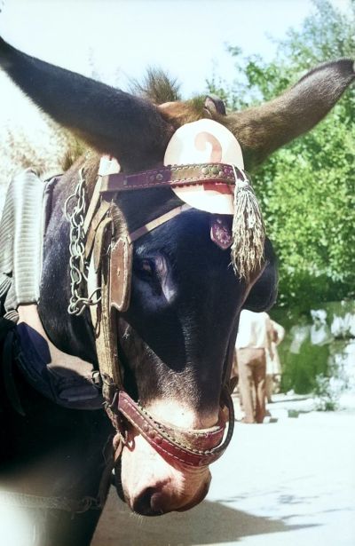 Община Гурково показа уникални 52-годишни фотографии от Биоралито с магарешки каручки