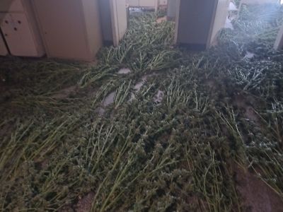 Разкриха наркооранжерия с над 360 растения и близо 70 килограма марихуана/ ВИДЕО 