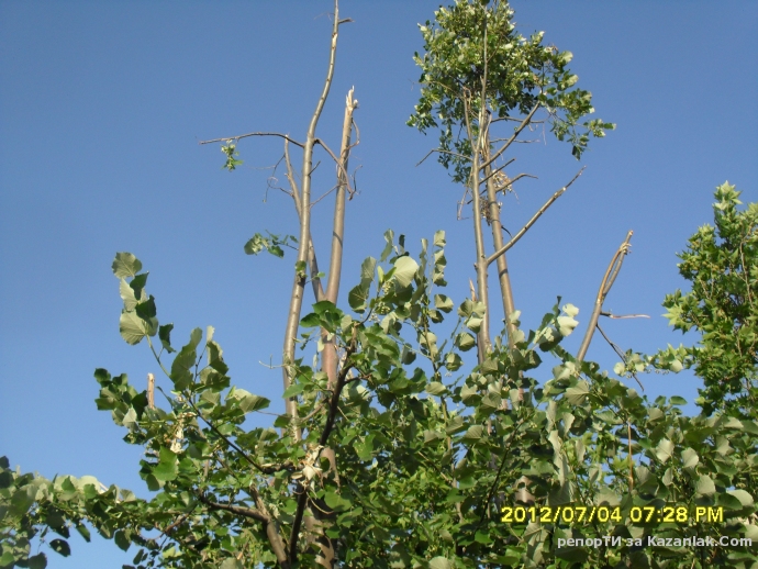 Това остана от липите след брането. А следващата година?