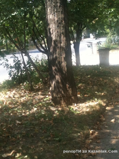 опасно дърво