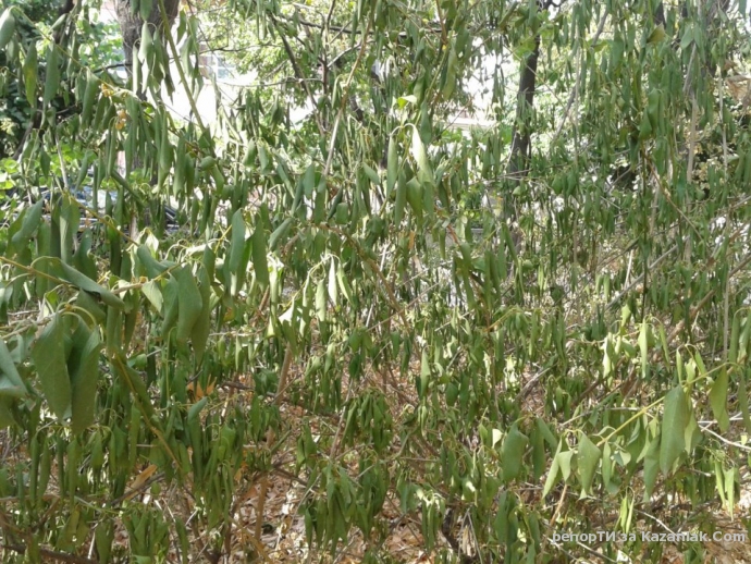 Вижте състоянието на Розриума