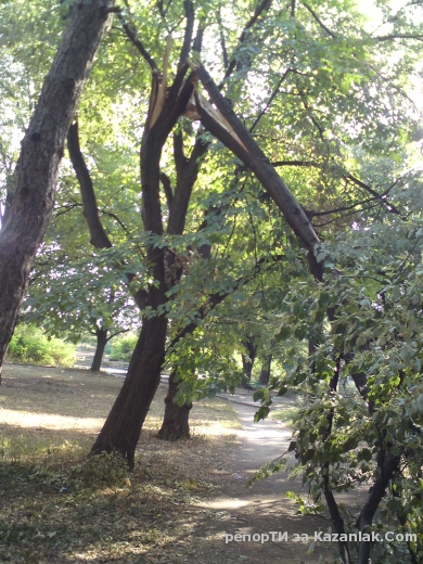 счупен клон на дръво в двора на механотехникума