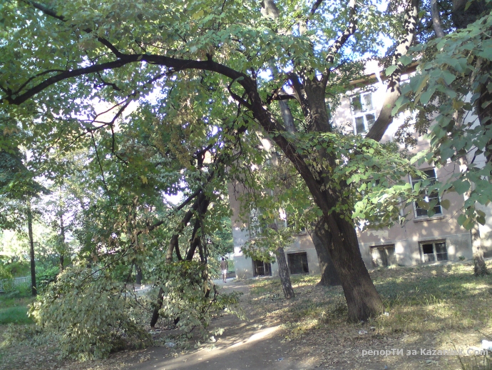 счупен клон на дръво в двора на механотехникума