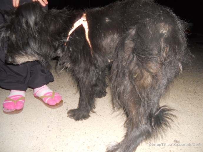 Намерено е кученце