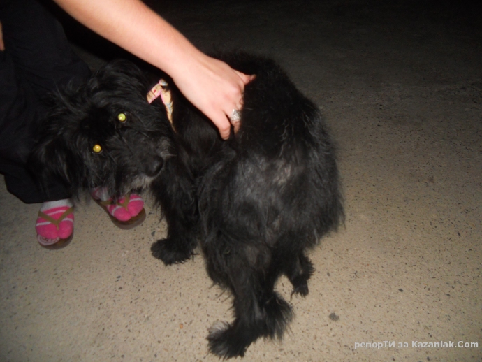 Намерено е кученце