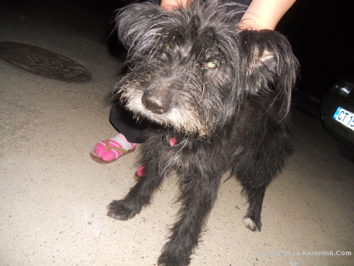 Намерено е кученце