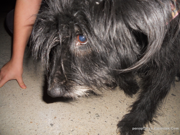 Намерено е кученце