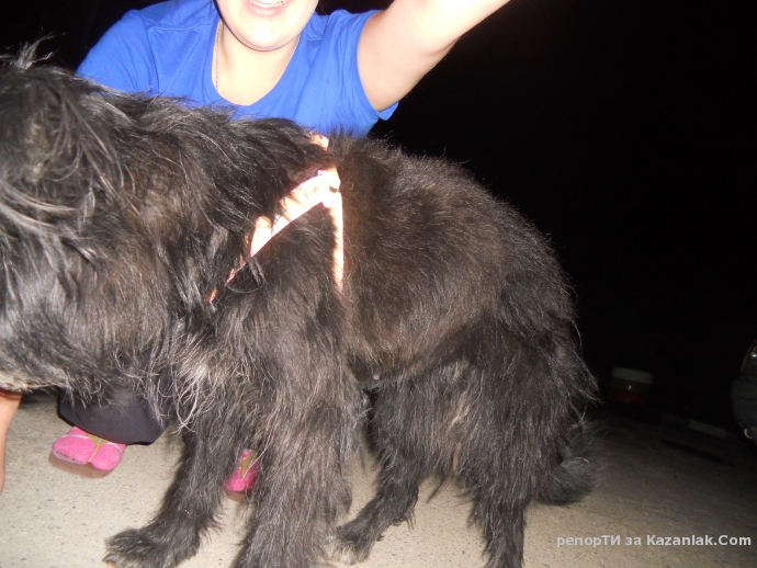 Намерено е кученце