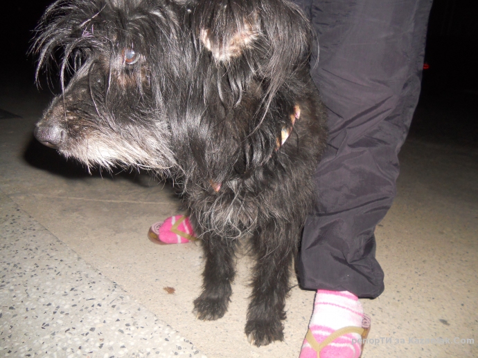 Намерено е кученце