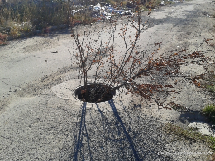 Дърво по средата на пътя