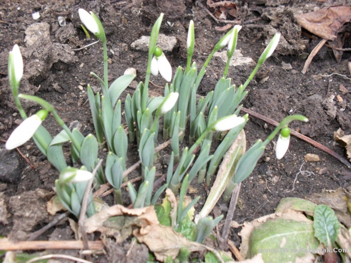 Първите кокичета