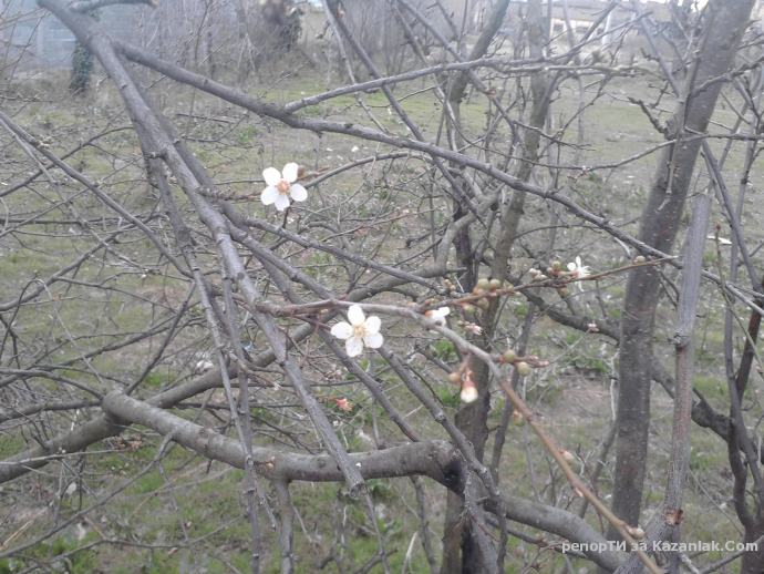 Цъфнаха първите дръвчета