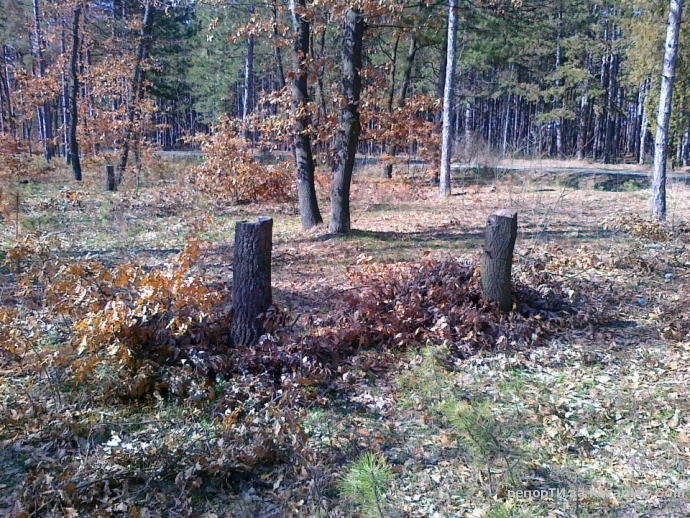 2/3 от гората над село Копринка познайте къде е?