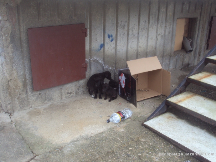 Четири братчета и сестричета малки кутрета си търсят дом!