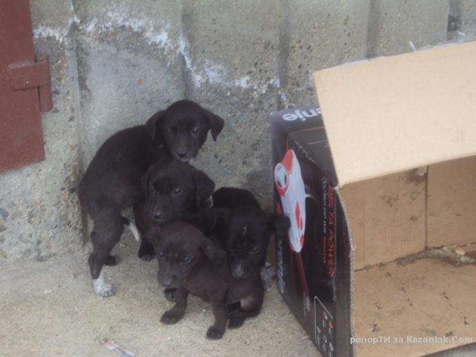 Четири братчета и сестричета малки кутрета си търсят дом!