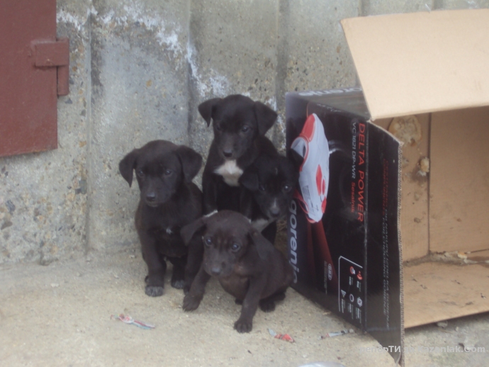 Четири братчета и сестричета малки кутрета си търсят дом!