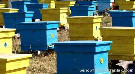 Пчелен терор