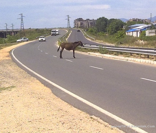 Магаре на околовръстното