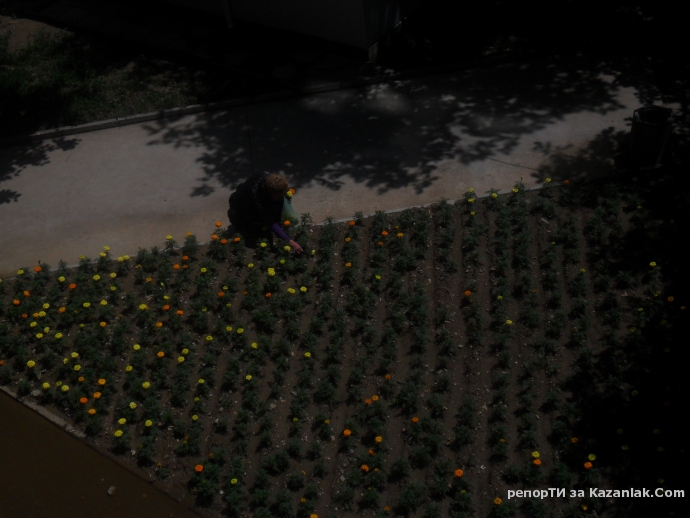 Да си откъсна от цветенцата, засяти от Общината на Общински пазар Абая 