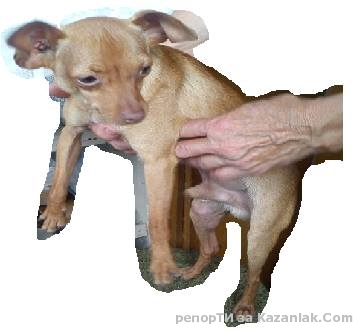 Изгубено кученце