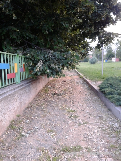 Висящи клони