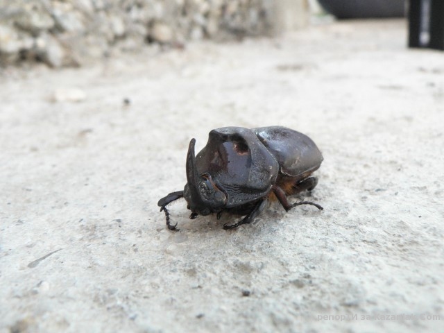 Бръмбар носорог